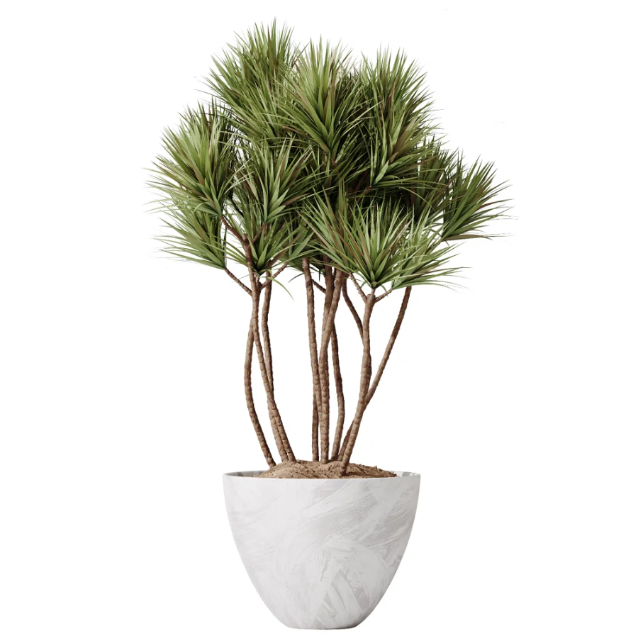 AV Indoor Plants Set 485 Ficus Elastica and Olive Eucalyptus and Yucca Elephantipes and Schefflera Arboricola and Bird Of ParadiseBird - Image 3