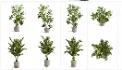 Modern Tropical Indoor Plant Collection | High Poly Decorative Plants - Thumbnail 2