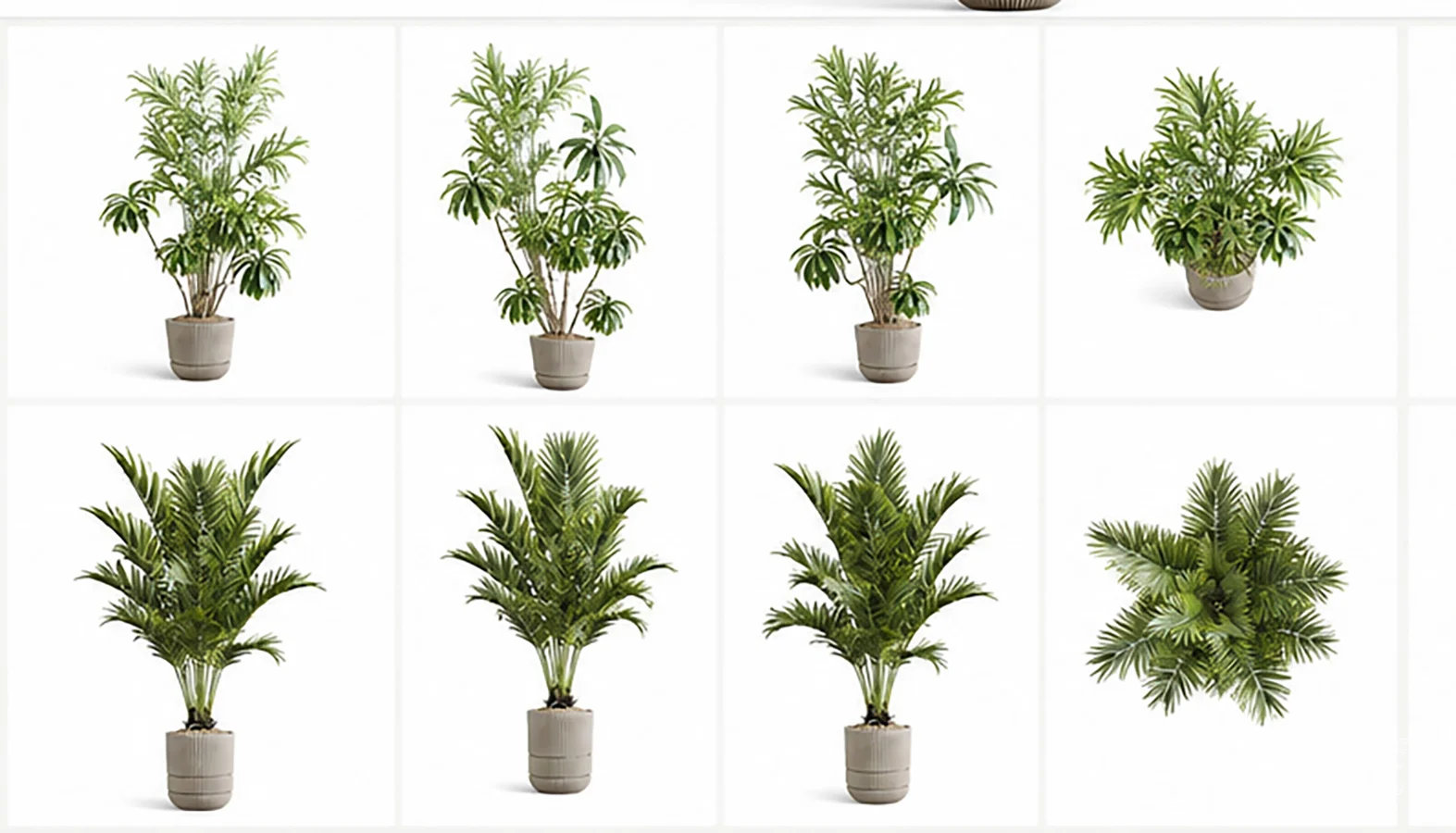 Modern Tropical Indoor Plant Collection | High Poly Decorative Plants - Image 2