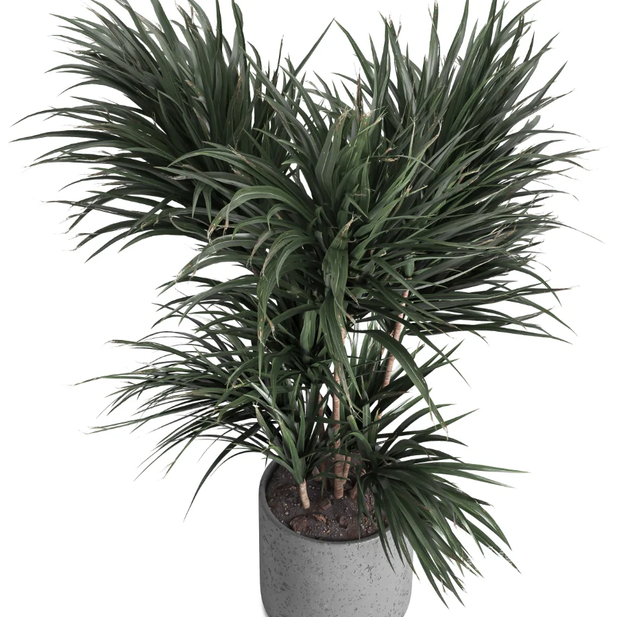 indoor plant 045 - Image 2