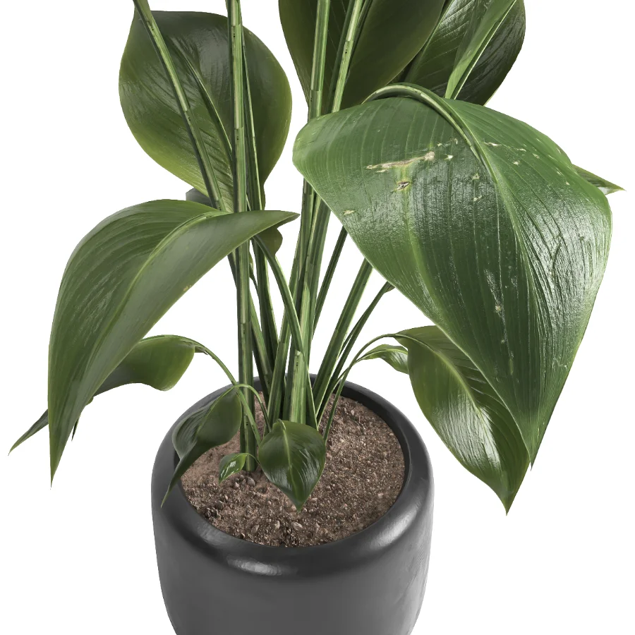 indoor plant 051 - Image 4