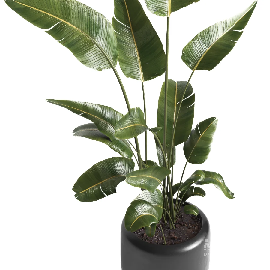 indoor plant 061 - Image 3