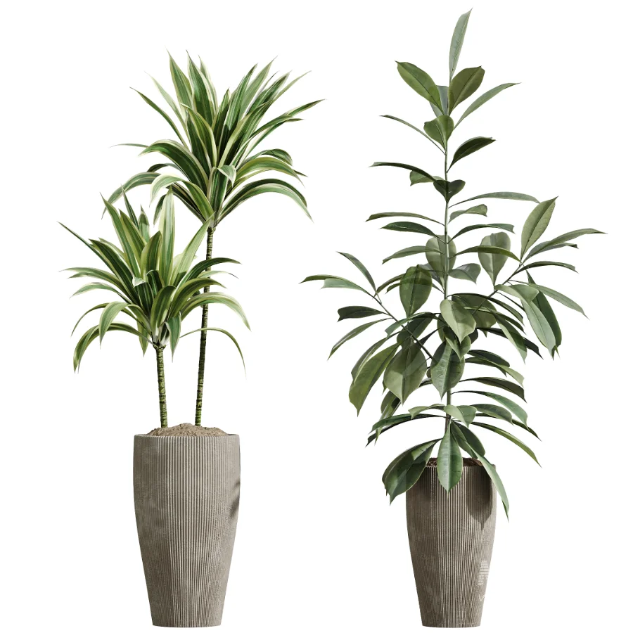 AV Indoor Plants Set 475 Spathiphyllum Wallisi and Chemlali Olive and Dracaena Cane Dragon and Ficus Cyathistipula and Areca Palm - Image 6