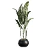 AV Indoor Plants Set 483 Zamiifolia Olive ParadiseBird Orange Tree - Thumbnail 3