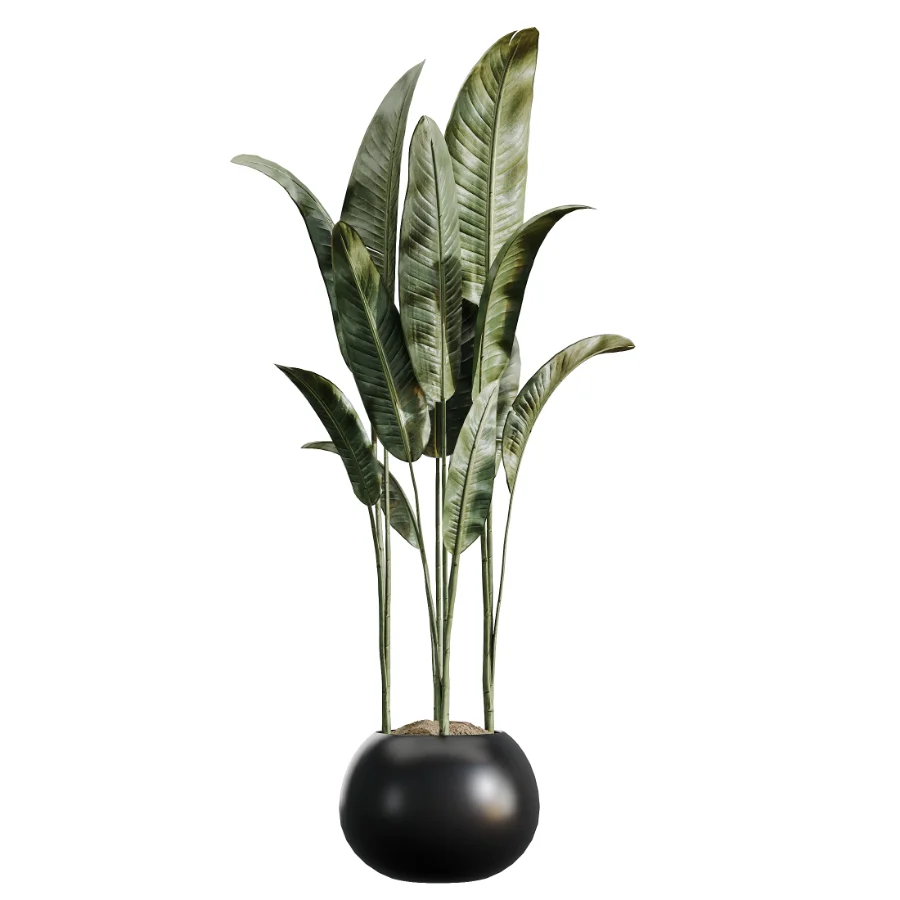 AV Indoor Plants Set 483 Zamiifolia Olive ParadiseBird Orange Tree - Image 3