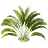 AV Plant Strelitzia Nicolai Palm Bush 01 - Thumbnail 1