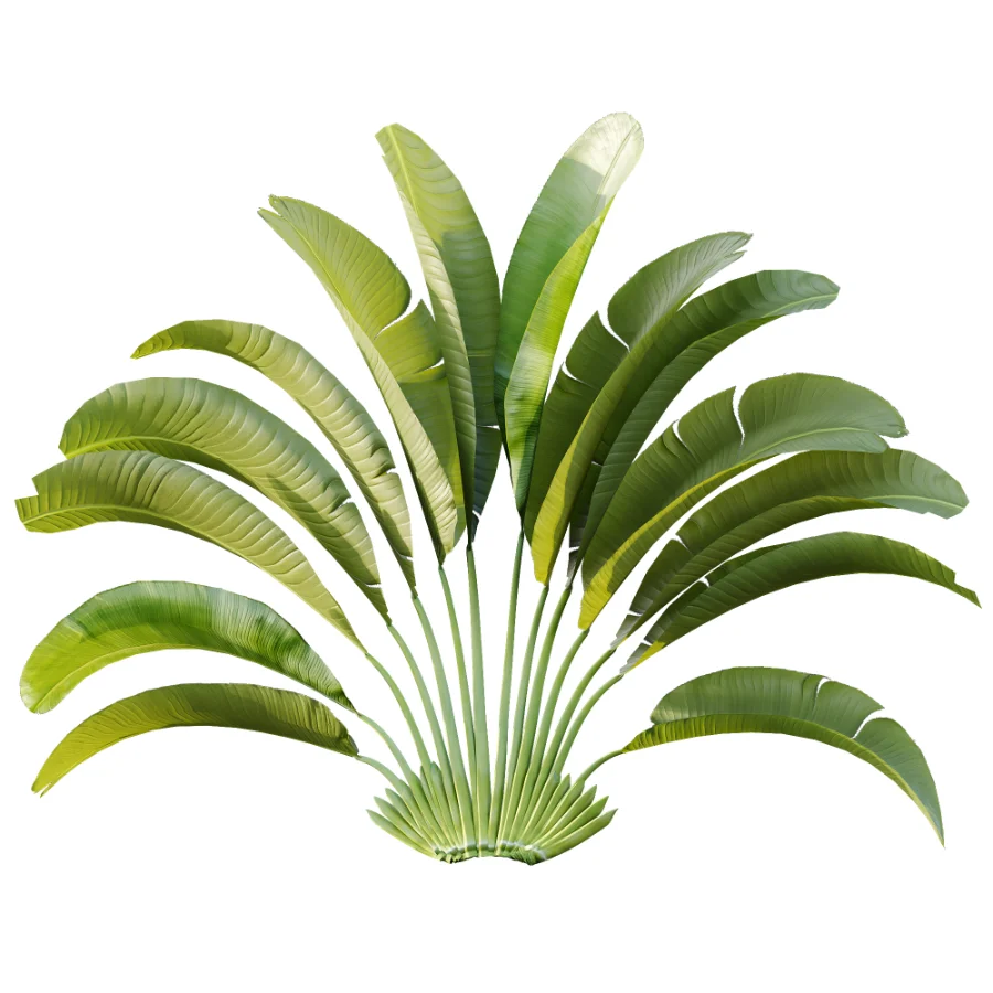 AV Plant Strelitzia Nicolai Palm Bush 01 - Image 1