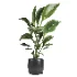 indoor plant 051 - Thumbnail 2