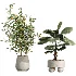 AV Indoor Plants Set 490 Yucca Olive Artificial Rhapis Orange Palm - Thumbnail 9