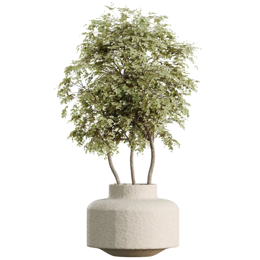 AV Indoor Plants Set 480 Olive Palm ParadiseBird Yucca - Image 4