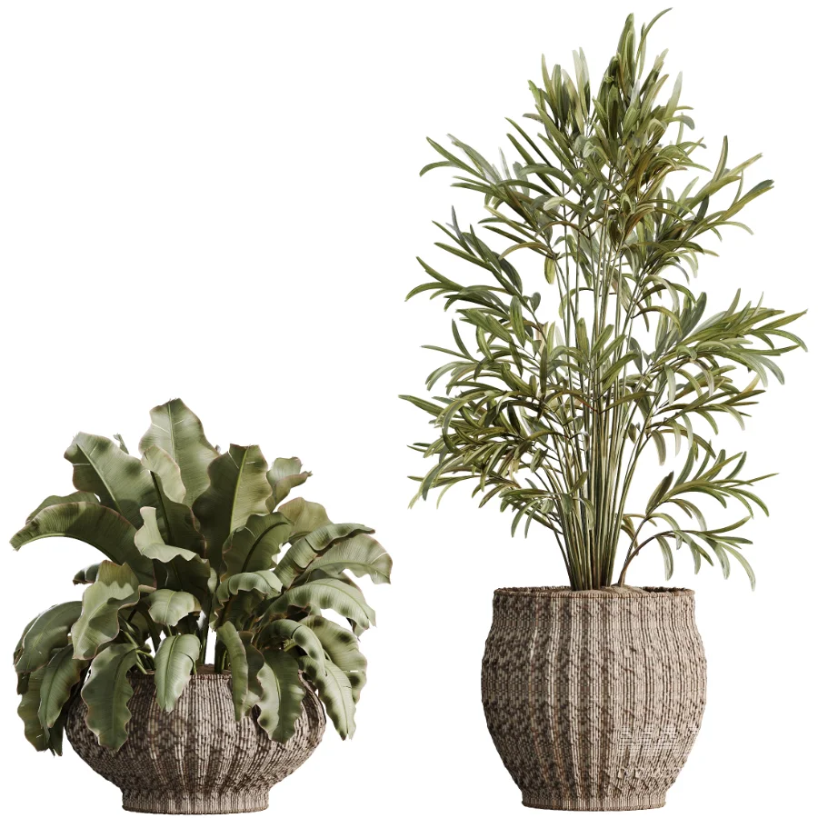 AV Indoor Plants Set 474 Areca Palm and Chemlali Olive and Ravenala Banana and Dracaena Lime Cane and Ficus Cyathistipula - Image 8