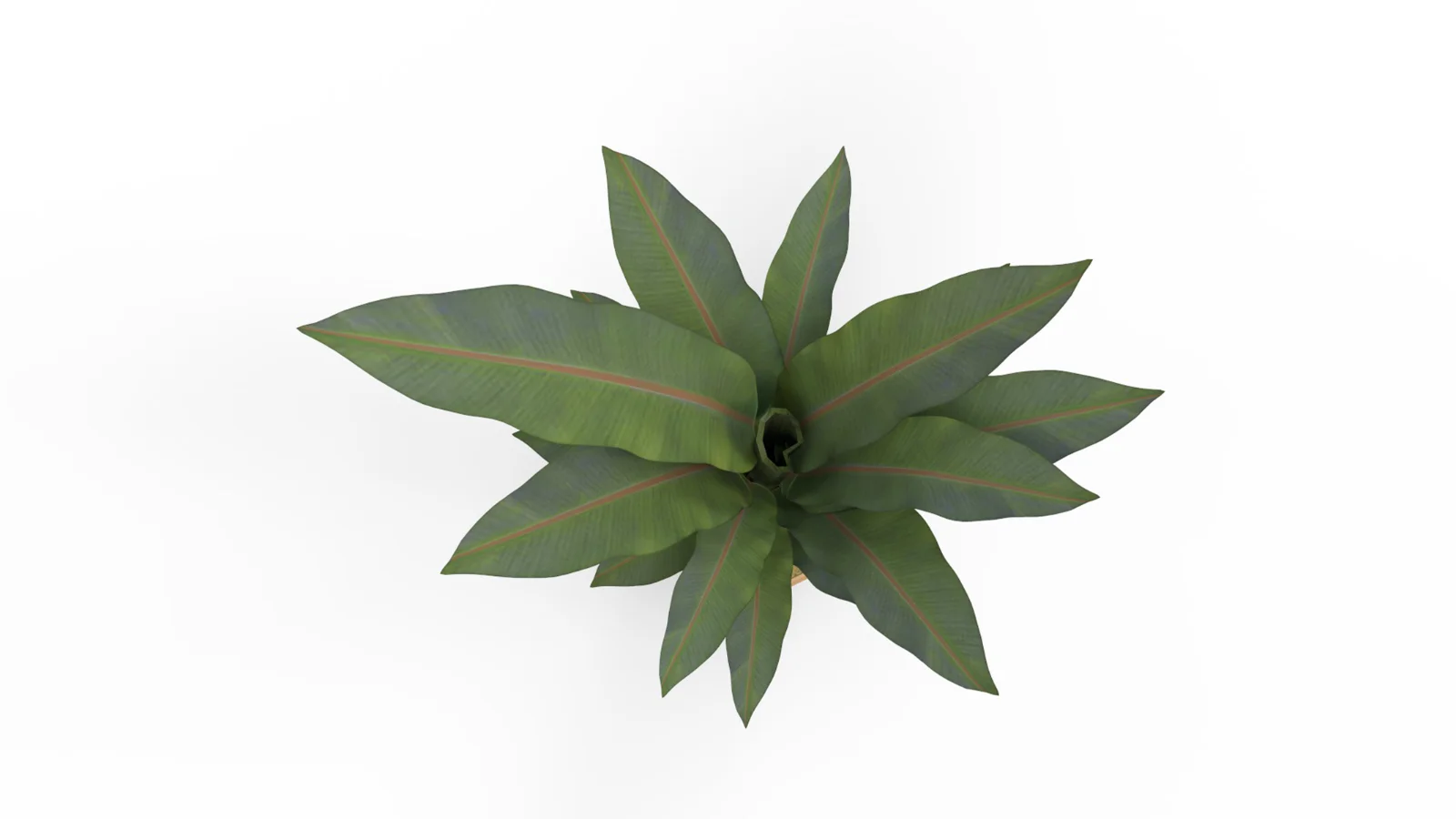Banana Leaf Tree in Planter - Image 10