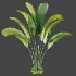 AV Plant Strelitzia Nicolai Palm Bush 01 - Thumbnail 4