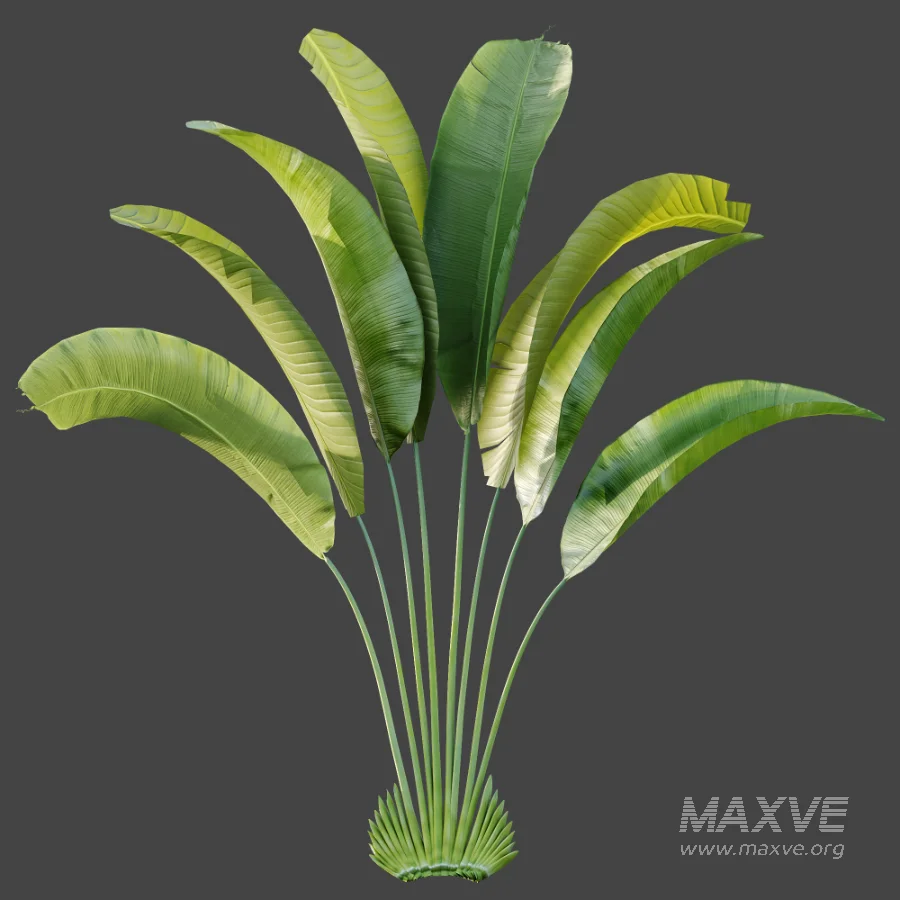AV Plant Strelitzia Nicolai Palm Bush 01 - Image 4