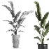 indoor plant 071 - Thumbnail 4