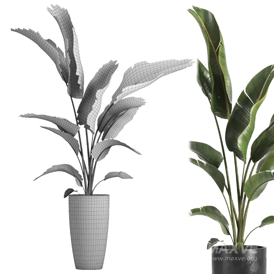 indoor plant 071 - Image 4