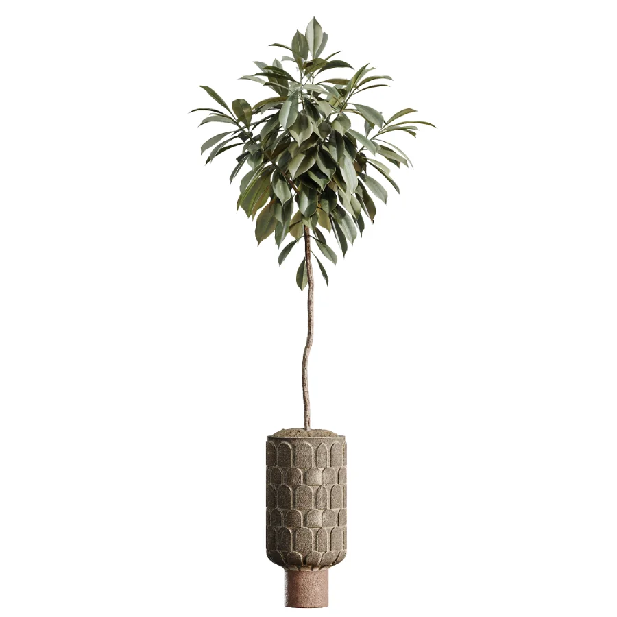 AV Indoor Plants Set 474 Areca Palm and Chemlali Olive and Ravenala Banana and Dracaena Lime Cane and Ficus Cyathistipula - Image 4