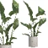 indoor plant 055 - Thumbnail 4