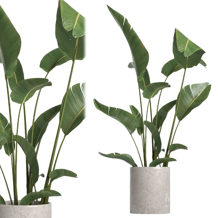 indoor plant 055 - Image 4