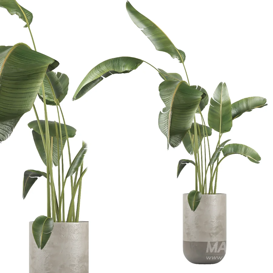 indoor plant 077 - Image 1