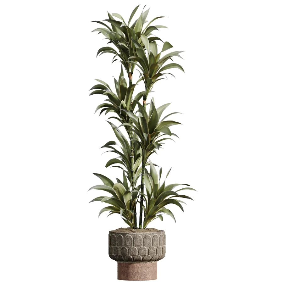 AV Indoor Plants Set 474 Areca Palm and Chemlali Olive and Ravenala Banana and Dracaena Lime Cane and Ficus Cyathistipula - Image 3