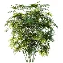 AV Plant Rhapis Excelsa Palm Bush 01 - Thumbnail 2