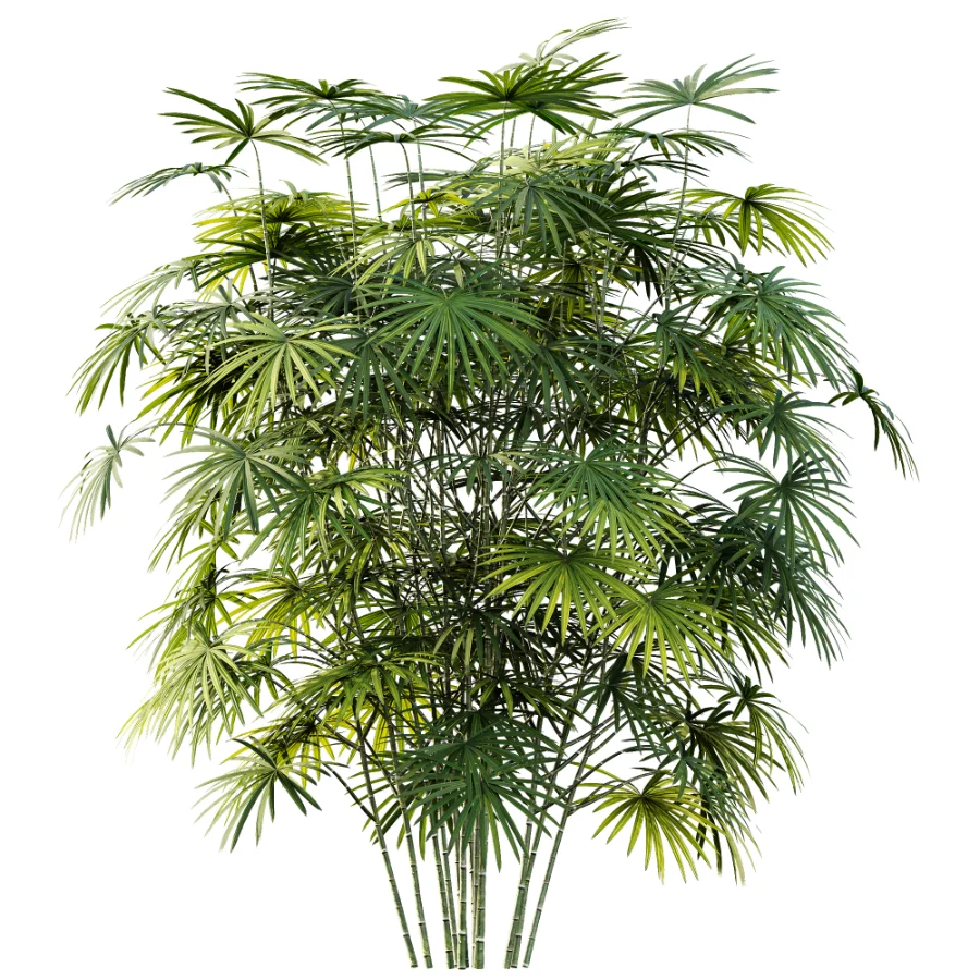 AV Plant Rhapis Excelsa Palm Bush 01 - Image 2