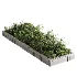 Outdoor Plant 49 - Thumbnail 4
