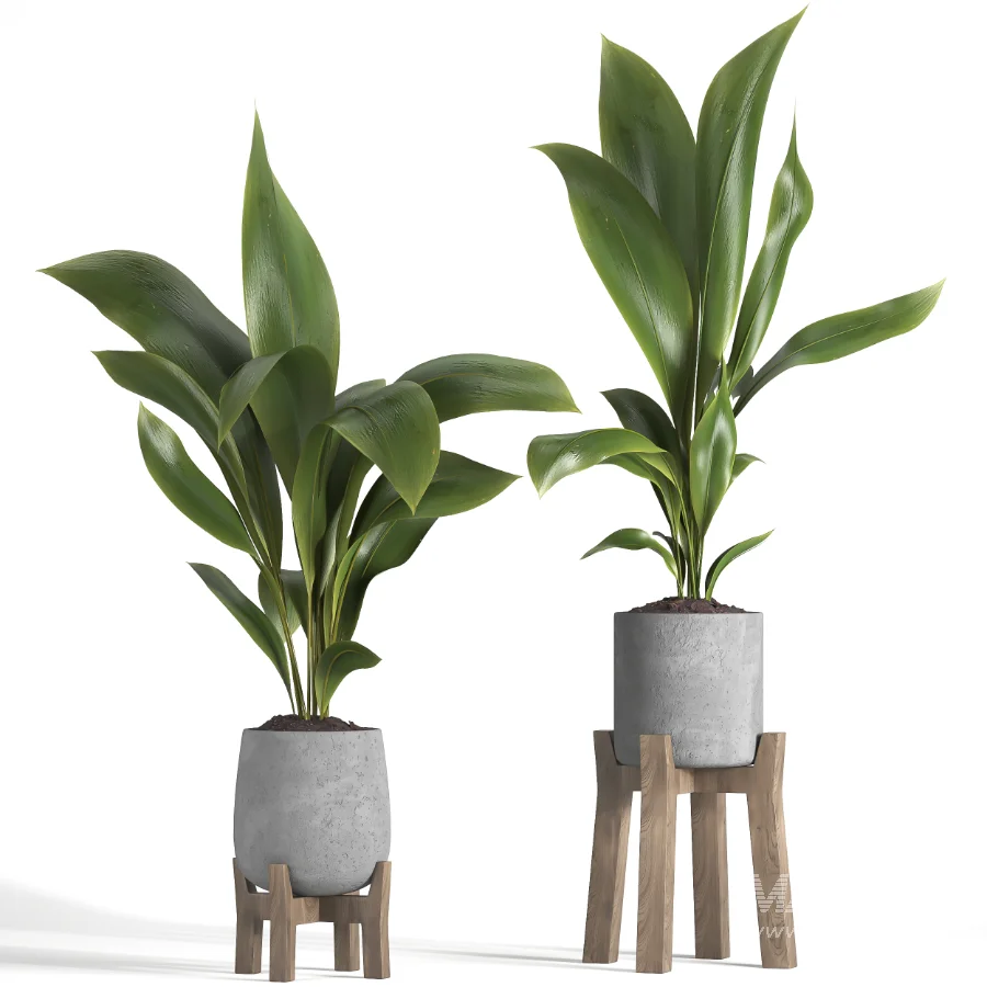 indoor plant 044 - Image 1