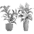indoor plant 080 - Thumbnail 4