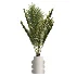 AV Indoor Plants Set 479 Olive Elegant Monstera Ficus Palm - Thumbnail 4