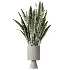 AV Indoor Plants Set 481 Palm Pachira Sansevieria Ficus Olive - Thumbnail 2