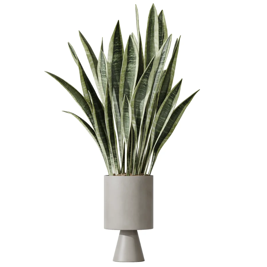 AV Indoor Plants Set 481 Palm Pachira Sansevieria Ficus Olive - Image 2