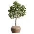 AV Indoor Plants Set 477 Elegant Monstera and Peace Lily and Chemlali Olive and Euphorbia Drupifera and Cat Reed Palm - Thumbnail 6