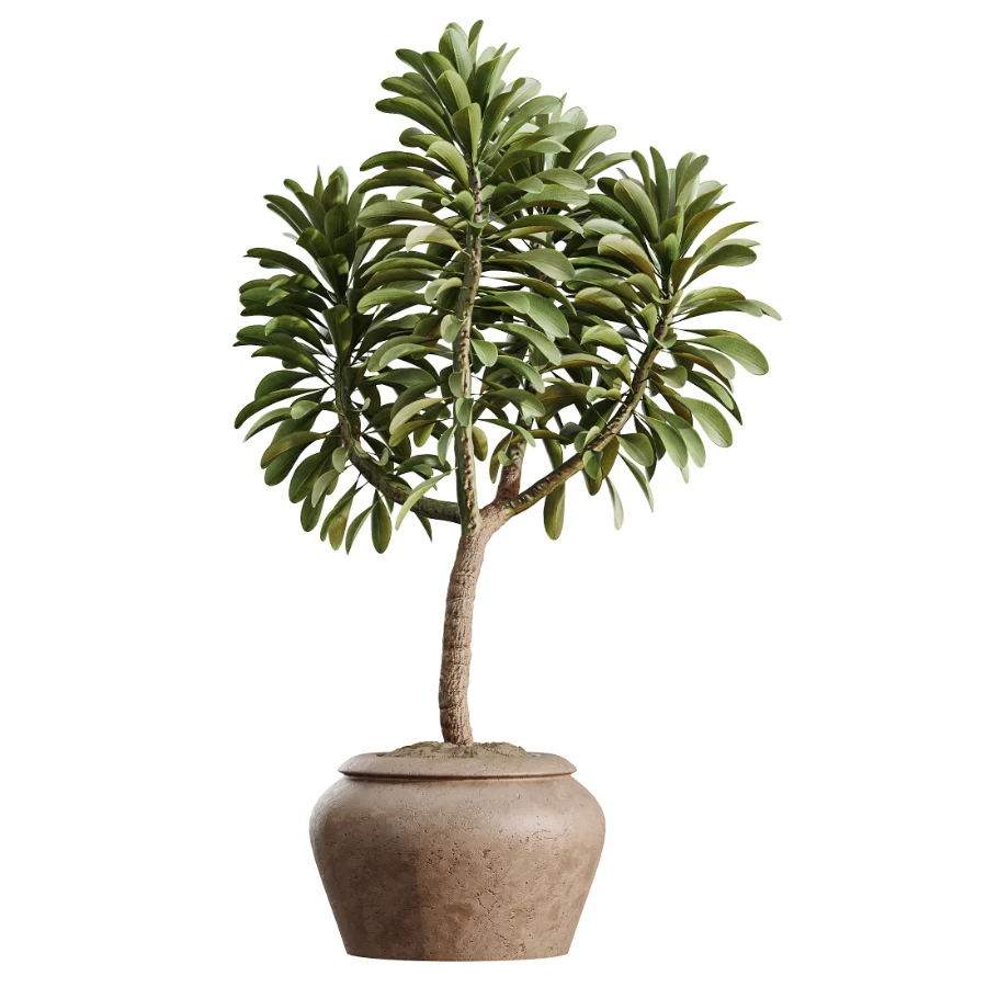 AV Indoor Plants Set 477 Elegant Monstera and Peace Lily and Chemlali Olive and Euphorbia Drupifera and Cat Reed Palm - Image 6