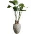 AV Indoor Plants Set 472 Yucca Elephantipes and Chemlali Olive and Cunjevoi Alocasia and Schefflera Arboricola and Ficus macrocarpa - Thumbnail 6