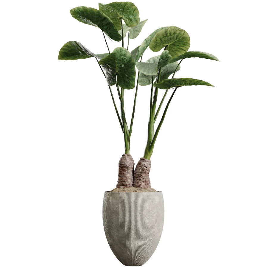 AV Indoor Plants Set 472 Yucca Elephantipes and Chemlali Olive and Cunjevoi Alocasia and Schefflera Arboricola and Ficus macrocarpa - Image 6