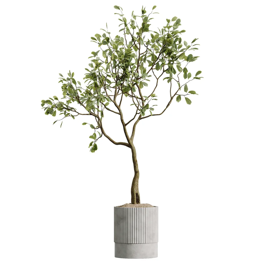 AV Indoor Plants Set 489 PalmCalathea Lutea Olive Ficus - Image 4
