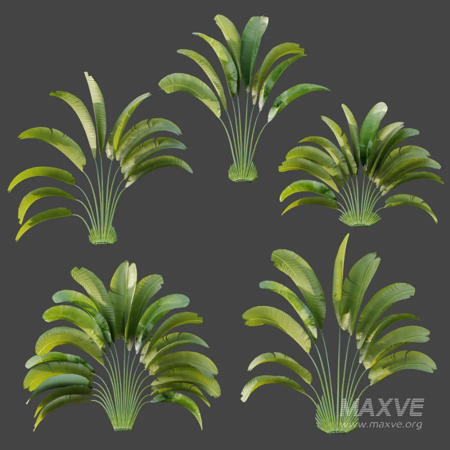 AV Plant Strelitzia Nicolai Palm Bush 01 - Image 7