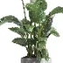 indoor plant 064 - Thumbnail 4