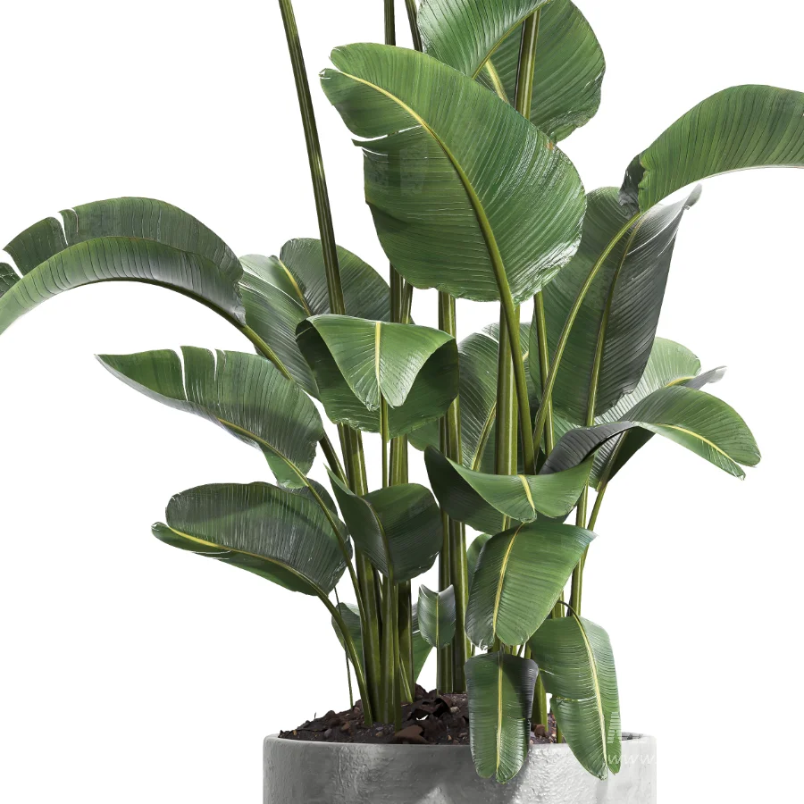 indoor plant 064 - Image 4