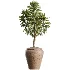 AV Indoor Plants Set 523 Areca Palm Olive Euphorbia Cyara - Thumbnail 7