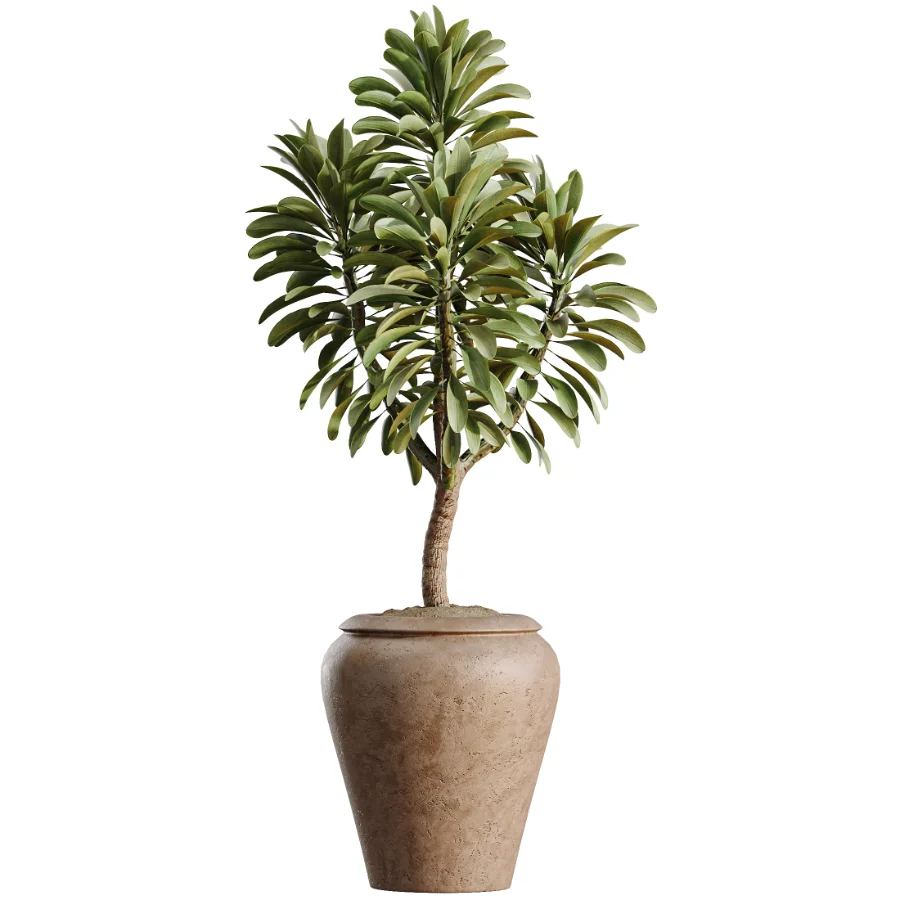 AV Indoor Plants Set 523 Areca Palm Olive Euphorbia Cyara - Image 7