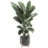 indoor plant 046 - Thumbnail 2