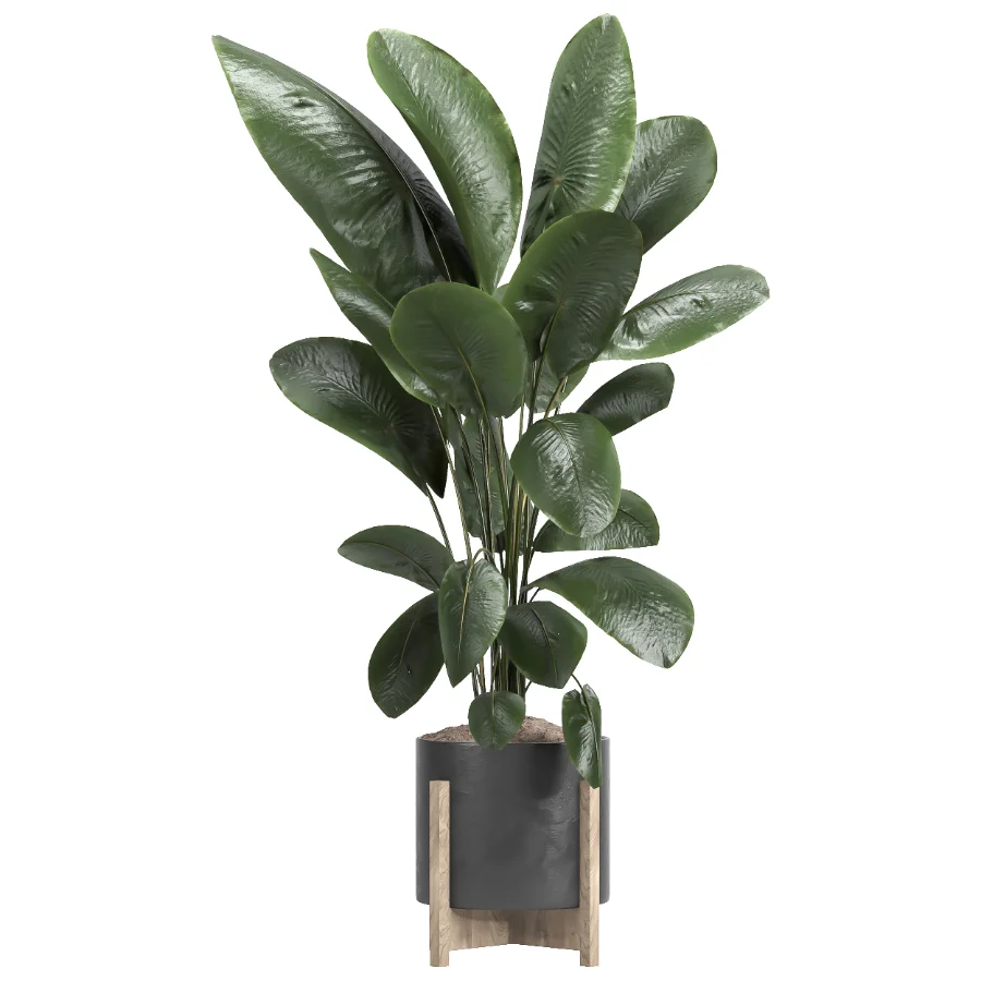 indoor plant 046 - Image 2
