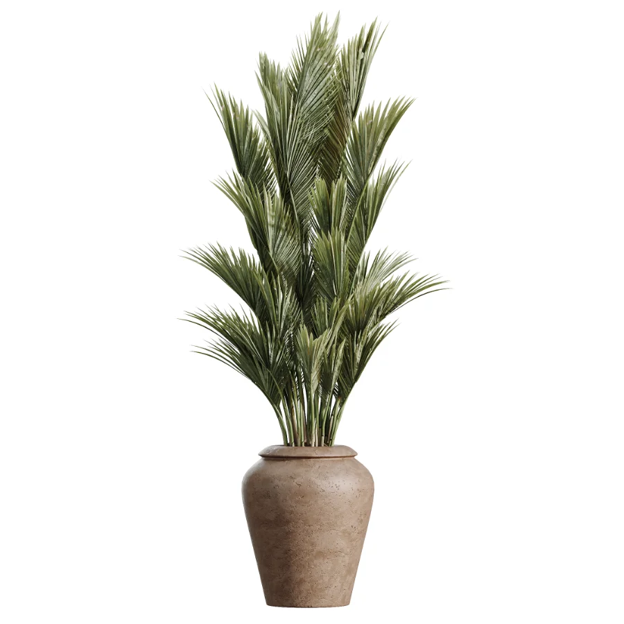AV Indoor Plants Set 477 Elegant Monstera and Peace Lily and Chemlali Olive and Euphorbia Drupifera and Cat Reed Palm - Image 5