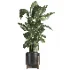 indoor plant 058 - Thumbnail 1