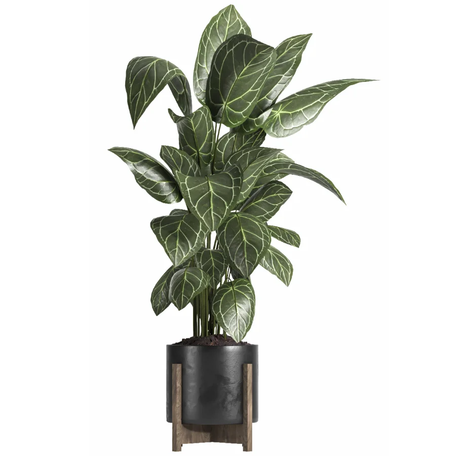 indoor plant 058 - Image 1