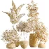 AV Indoor Plants Set 485 Ficus Elastica and Olive Eucalyptus and Yucca Elephantipes and Schefflera Arboricola and Bird Of ParadiseBird - Thumbnail 9