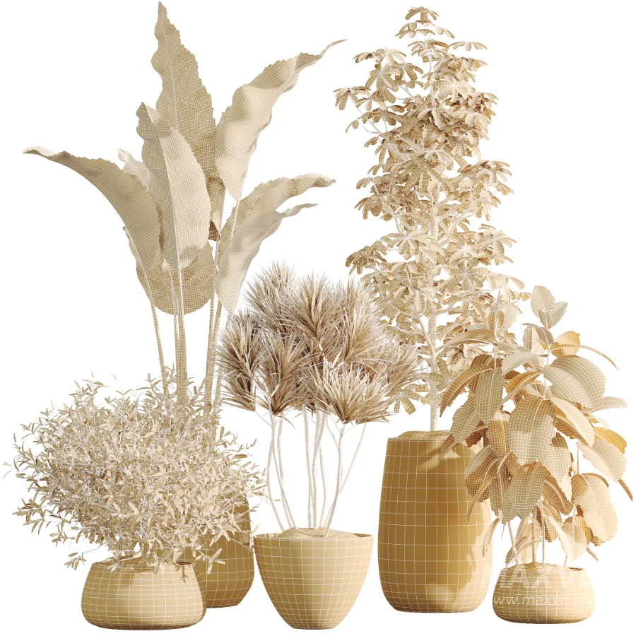 AV Indoor Plants Set 485 Ficus Elastica and Olive Eucalyptus and Yucca Elephantipes and Schefflera Arboricola and Bird Of ParadiseBird - Image 9